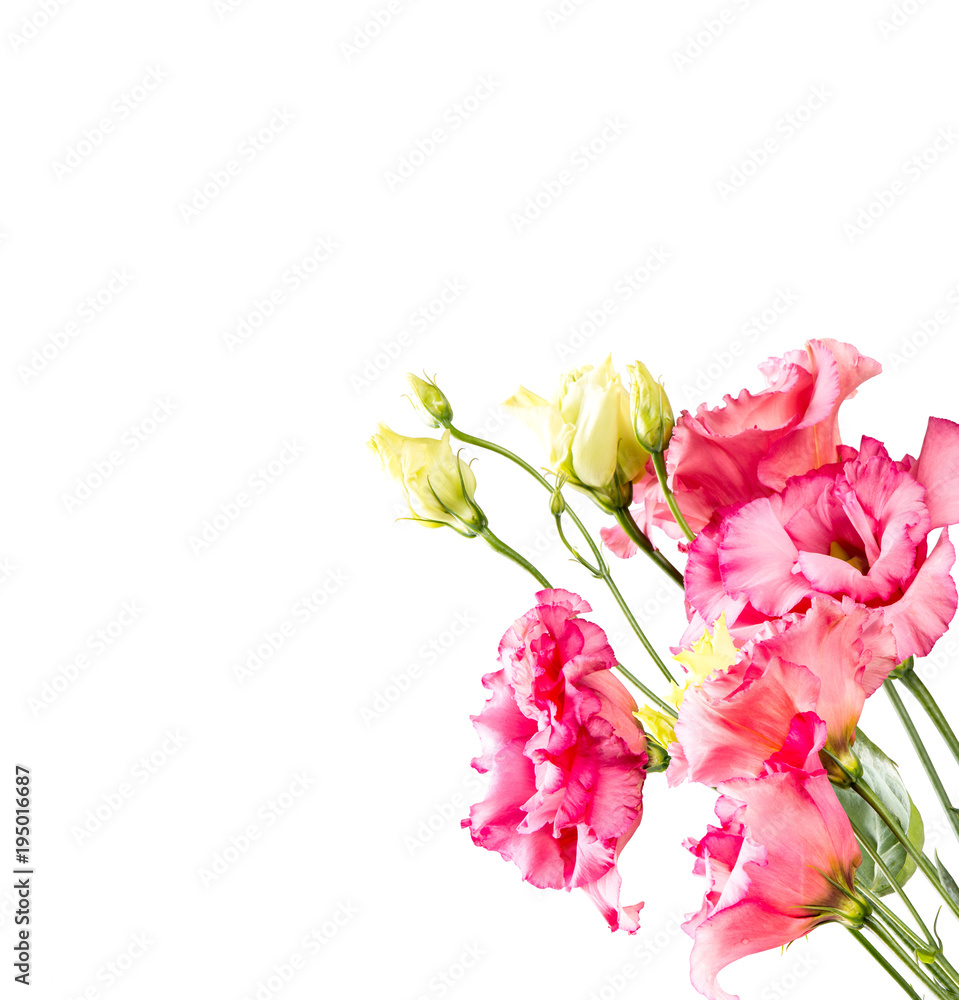 Spring flower, isolated on white background