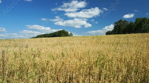 Wind blows the yellow ears of wheat in a field on hot summer sunny day photo