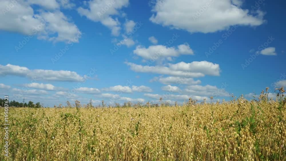 Wind is blowing the yellow ears of wheat in a field on hot summer sunny day Wind is blowing the yellow ears of wheat in a field on hot summer sunny day