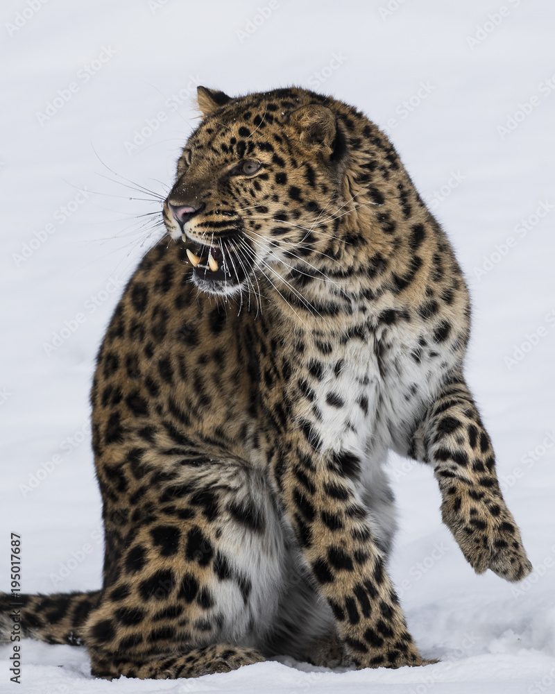 Amur Leopard at Triple D Game Farm Montana Amur Leopard at Triple D Game Farm Montana