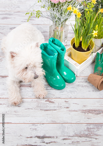 Puppy white dog, garden concept photo