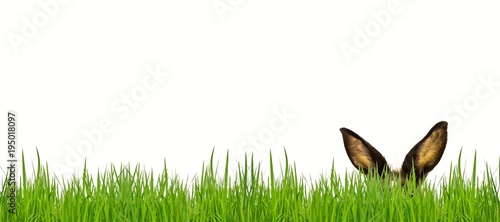 Osterhase im Gras, freisteller