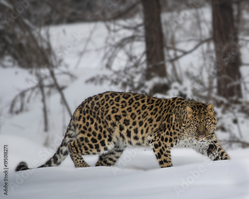 Amur Leopard at Triple D Game Farm Montana