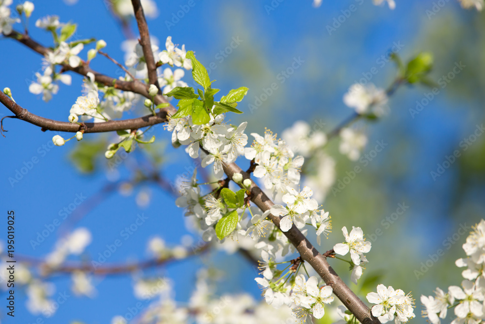The spring bloom of fruit trees in the garden