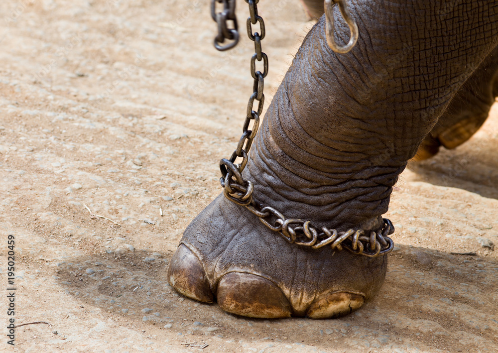 Naklejka premium Elephant's leg with chains