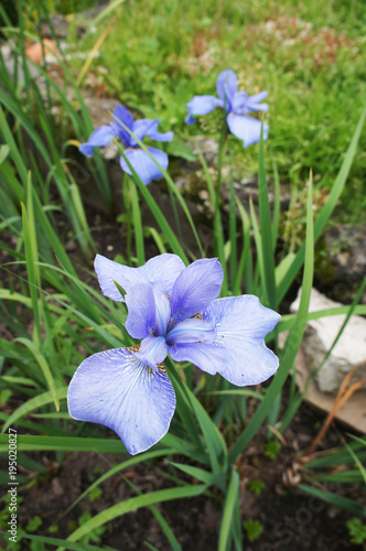 Fototapeta Naklejka Na Ścianę i Meble -  Iris blue flowers in garden