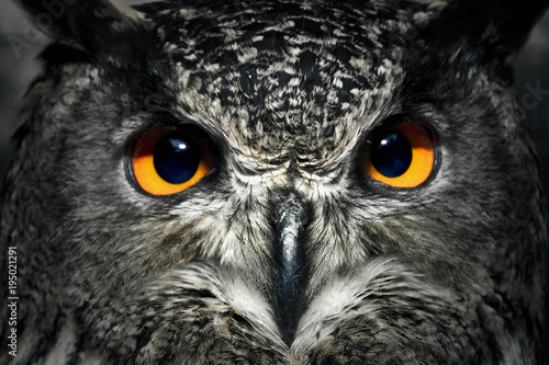 Owl close up.