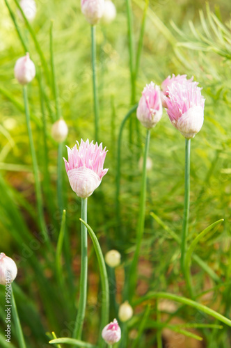 Allium schoenoprasum or chives small purple bulbous 