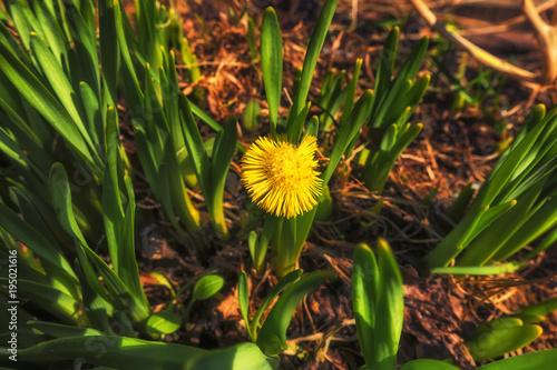 Fototapeta Naklejka Na Ścianę i Meble -  Одуванчик среди нарциссов