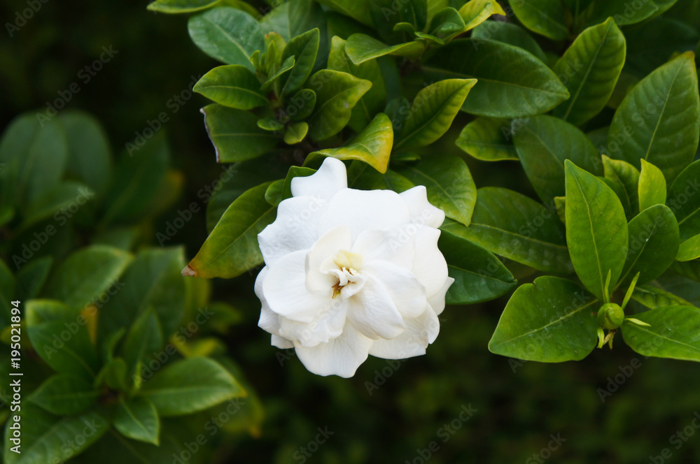 Gardenia jasminoides or gardenia or cape jasmine white flowers with green foliage Gardenia jasminoides or gardenia or cape jasmine white flowers with green foliage