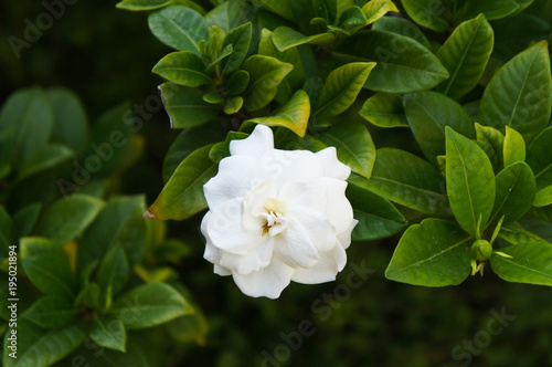 Gardenia jasminoides or gardenia or cape jasmine white flowers with green foliage