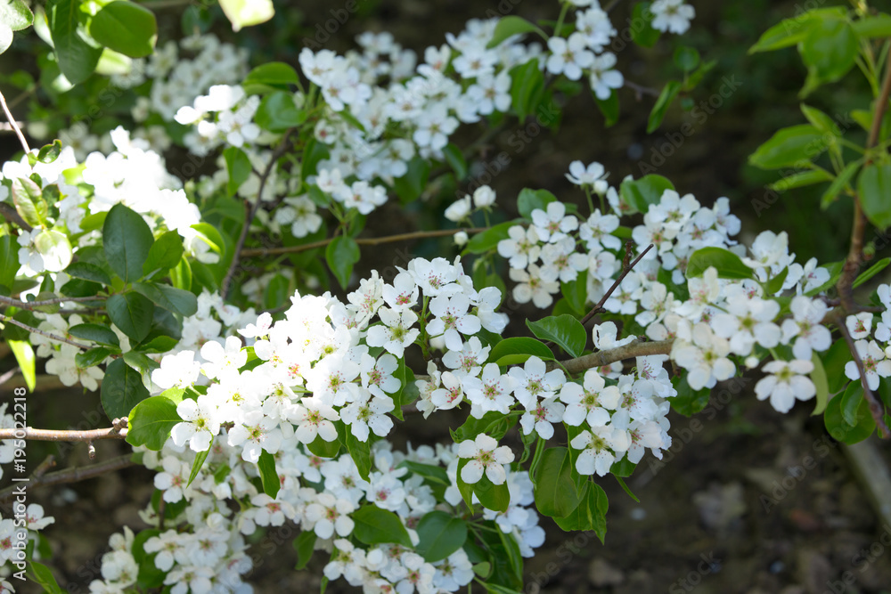 The spring bloom of fruit trees in the garden The spring bloom of fruit trees in the garden