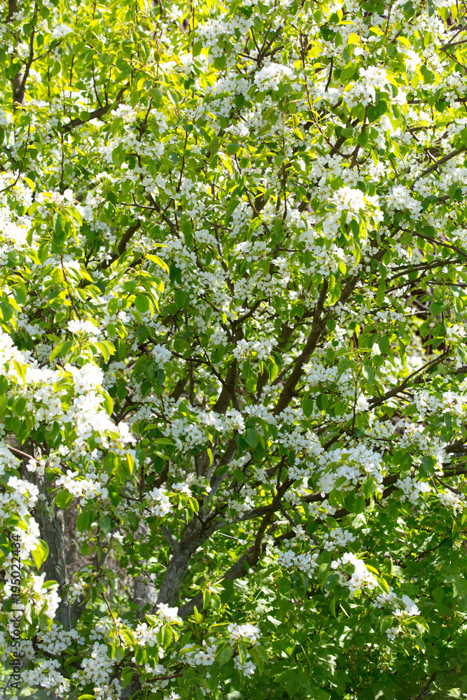 The spring bloom of fruit trees in the garden The spring bloom of fruit trees in the garden
