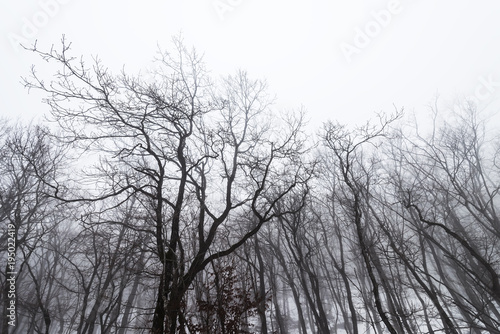 Bare tree crowns