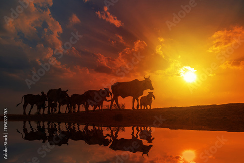 sunset landscape and country life of a farmer control buffalo walking to home with reflecton in water