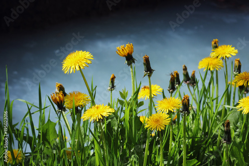 Blooming Dandelions by the shore