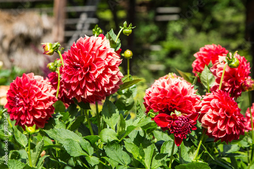 Fototapeta Naklejka Na Ścianę i Meble -  Prächtige, große, farbenfrohe Dahlien