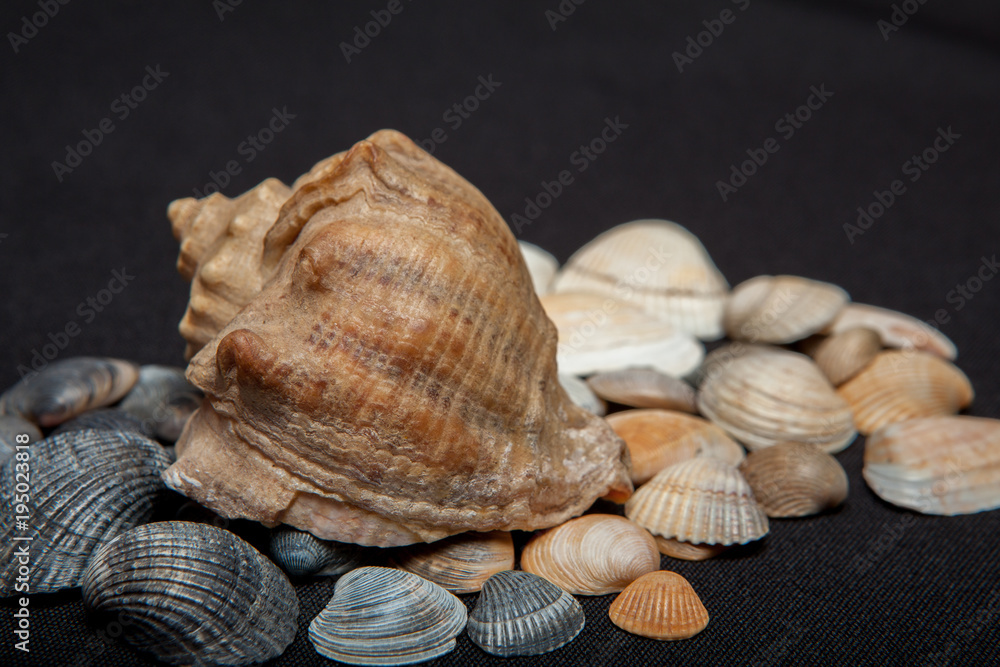 single seashell standing on small shells isolated on black background single seashell standing on small shells isolated on black background