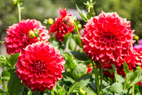 Fototapeta Naklejka Na Ścianę i Meble -  bunte, prächige Dahlien im Sommer in Vollblüte