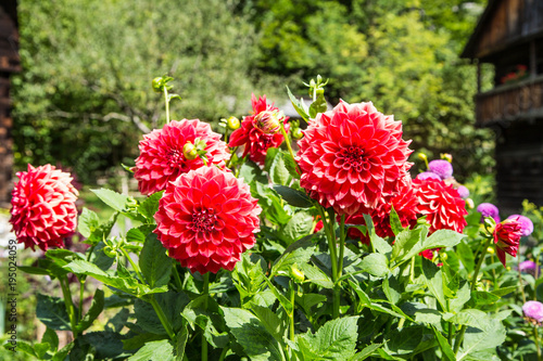Fototapeta Naklejka Na Ścianę i Meble -  bunte, prächige Dahlien im Sommer in Vollblüte