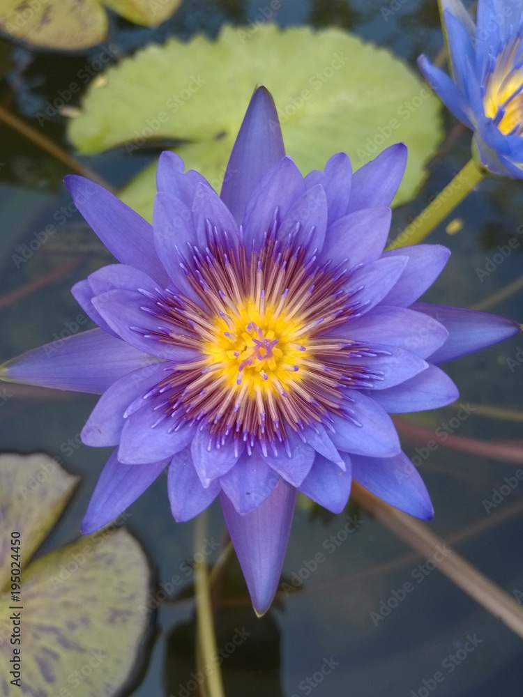 Colorful blooming purple violet and yellow water lily flower in lotus pond. Colorful blooming purple violet and yellow water lily flower in lotus pond.