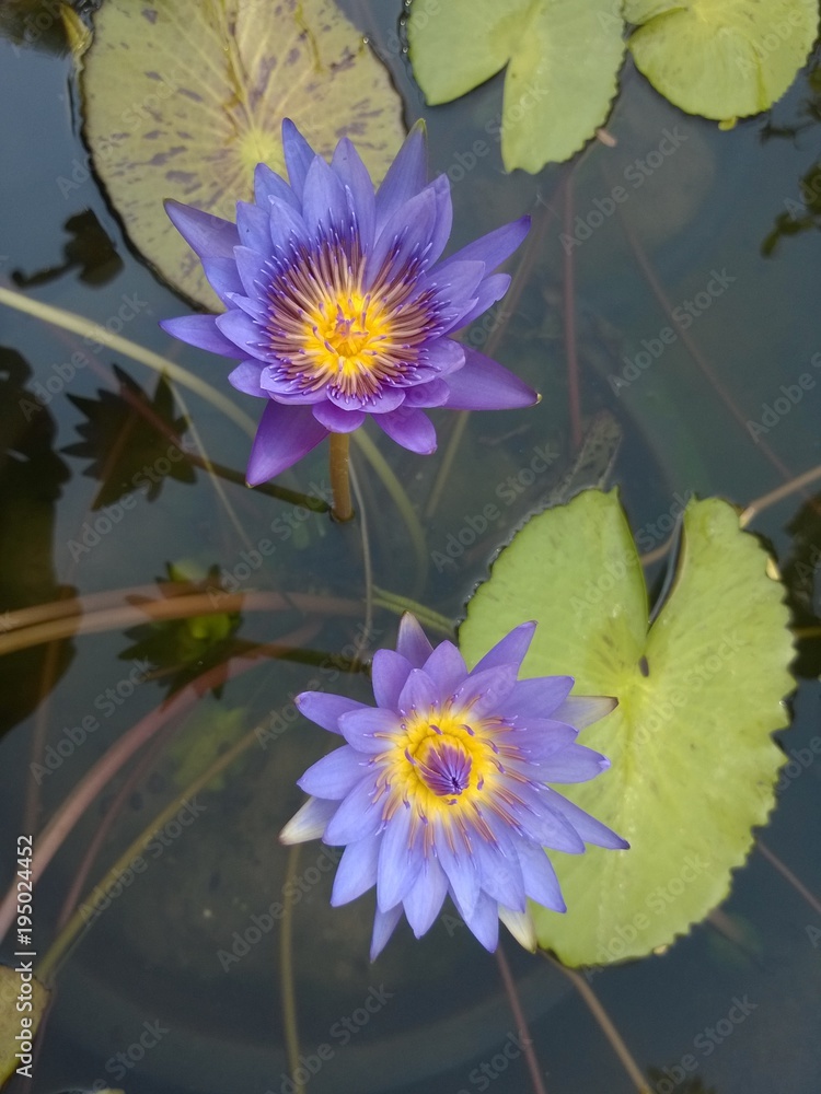 Colorful blooming purple violet and yellow water lily flowers in lotus pond. Colorful blooming purple violet and yellow water lily flowers in lotus pond.