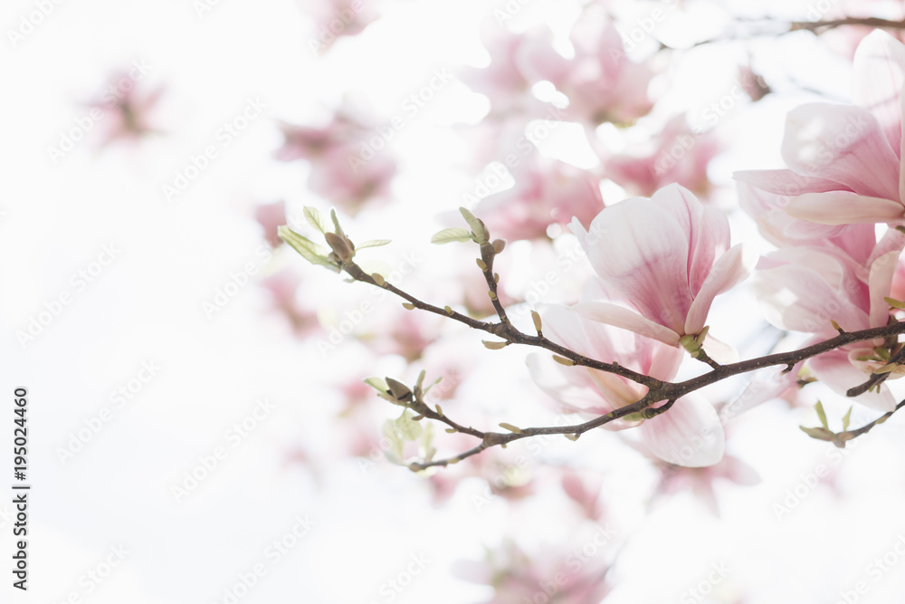 
Beautiful flowering magnolia tree. Springtime outdoor scene