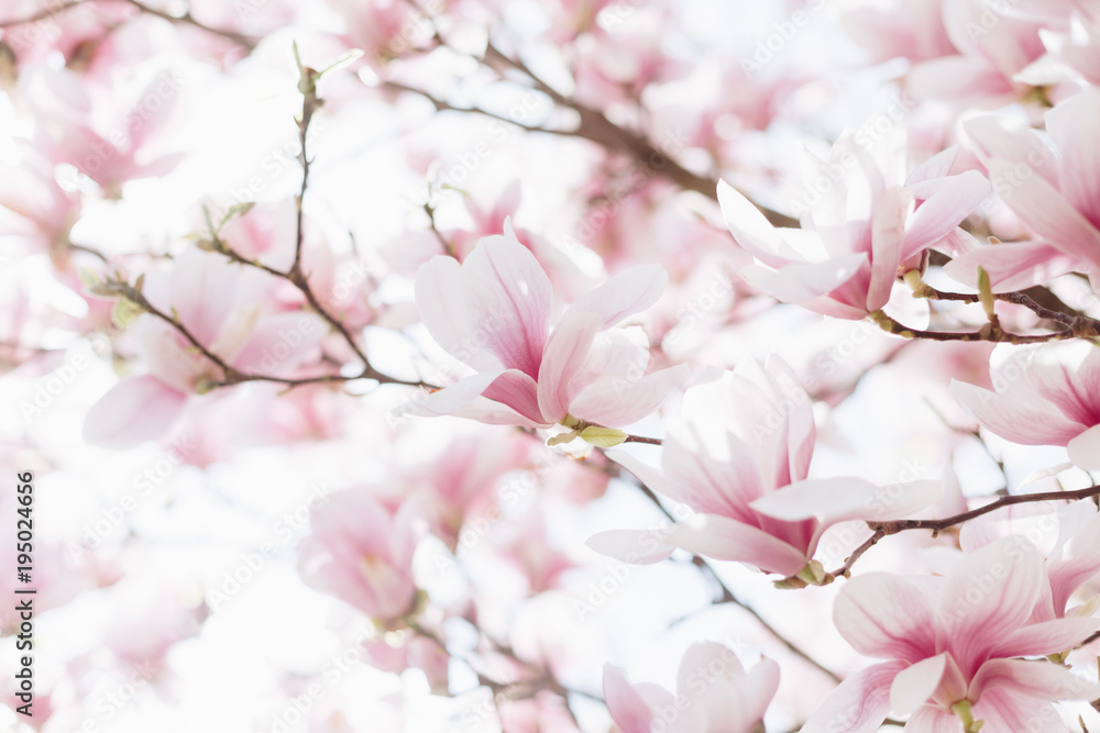 Closeup of magnolia blossoms with blurred background and warm sunshine - obrazy, fototapety, plakaty 