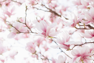 Gartenposter Blumen Nahaufnahme von Magnolienblüten mit unscharfem Hintergrund und warmem Sonnenschein  © Olha Sydorenko