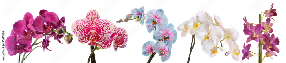 Fototapeta premium group of Orchid