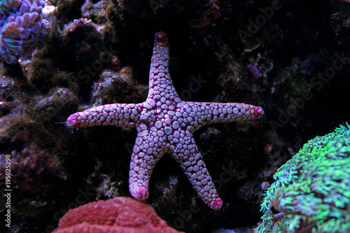 Fromia starfish in aquarium tank