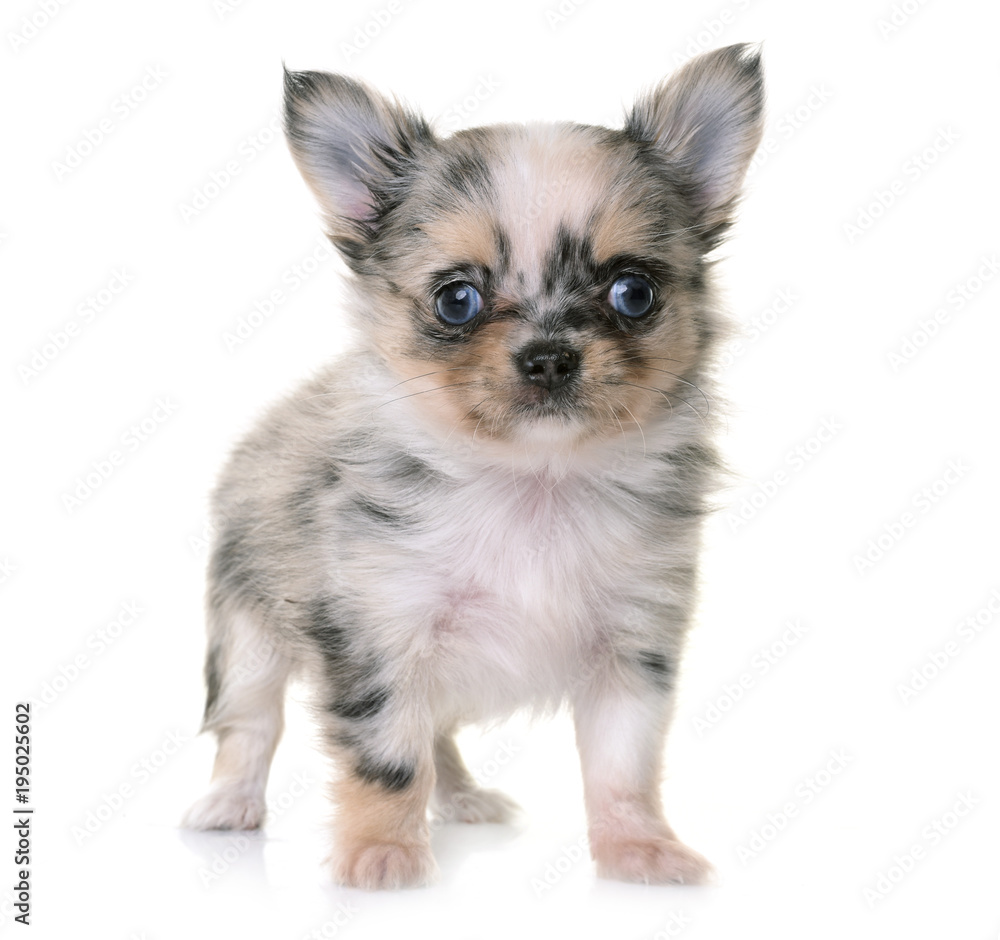 puppy chihuahua in studio puppy chihuahua in studio