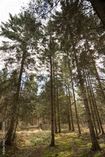 Pine trees in sunlight - Woodland Oxfordshire - UK