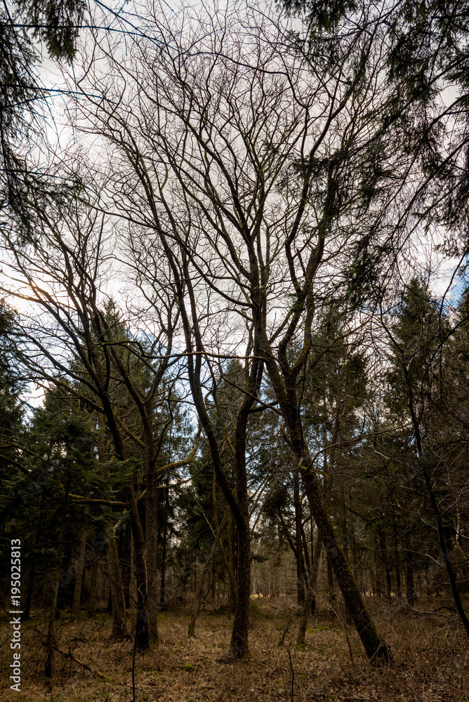 Curved tree branches - Woodland Oxfordshire - UK Curved tree branches - Woodland Oxfordshire - UK