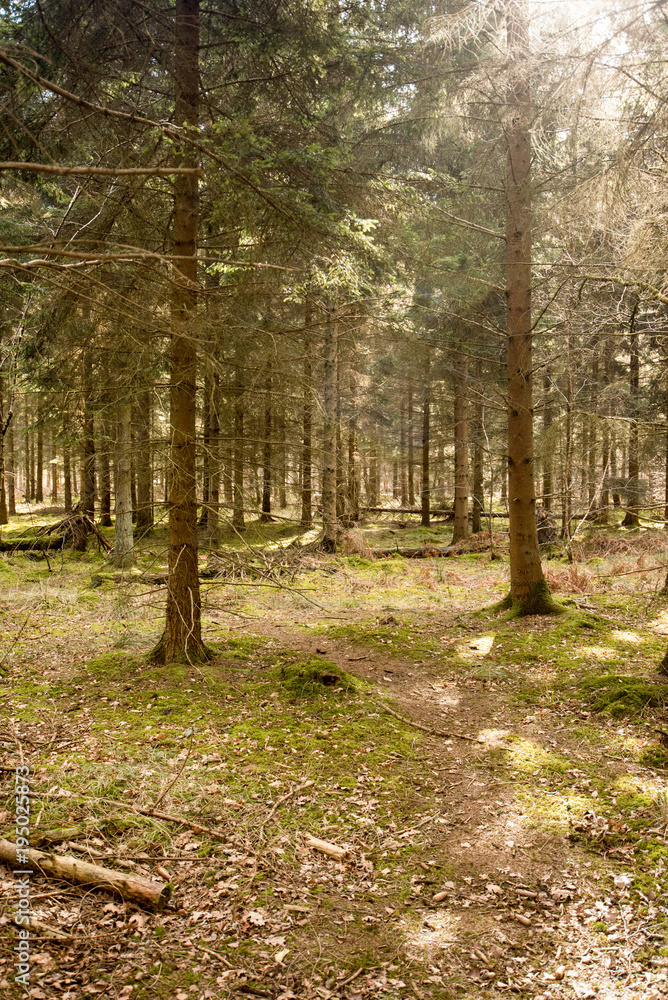 Fototapeta premium Sunlight in a woodland landscape - Woodland Oxfordshire - UK