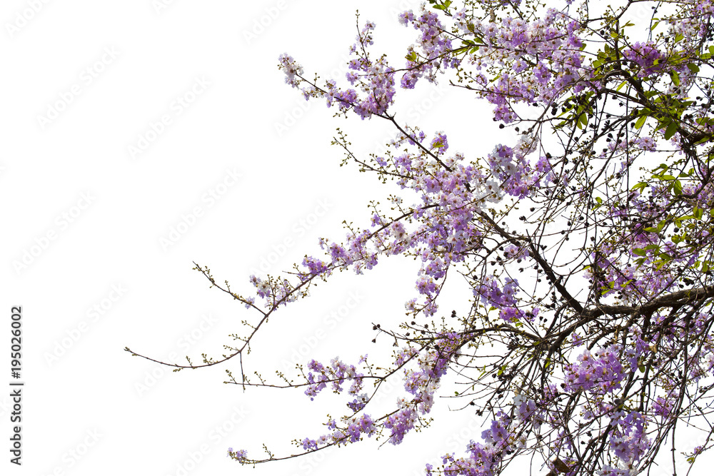  Pride of India or Queen's flower isolated on white background.