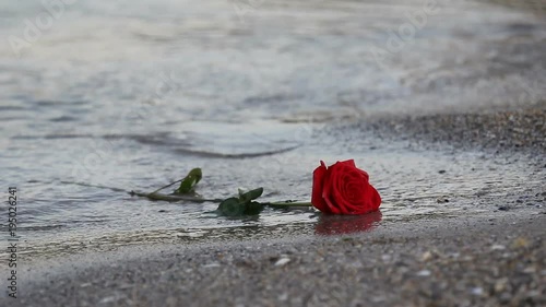 Red rose taken by the sea waves