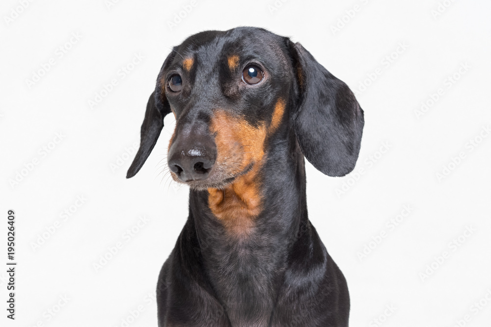 Portrait of an adorable dog (puppy) of the dachshund  breed, black and tan, on isolated on gray  background