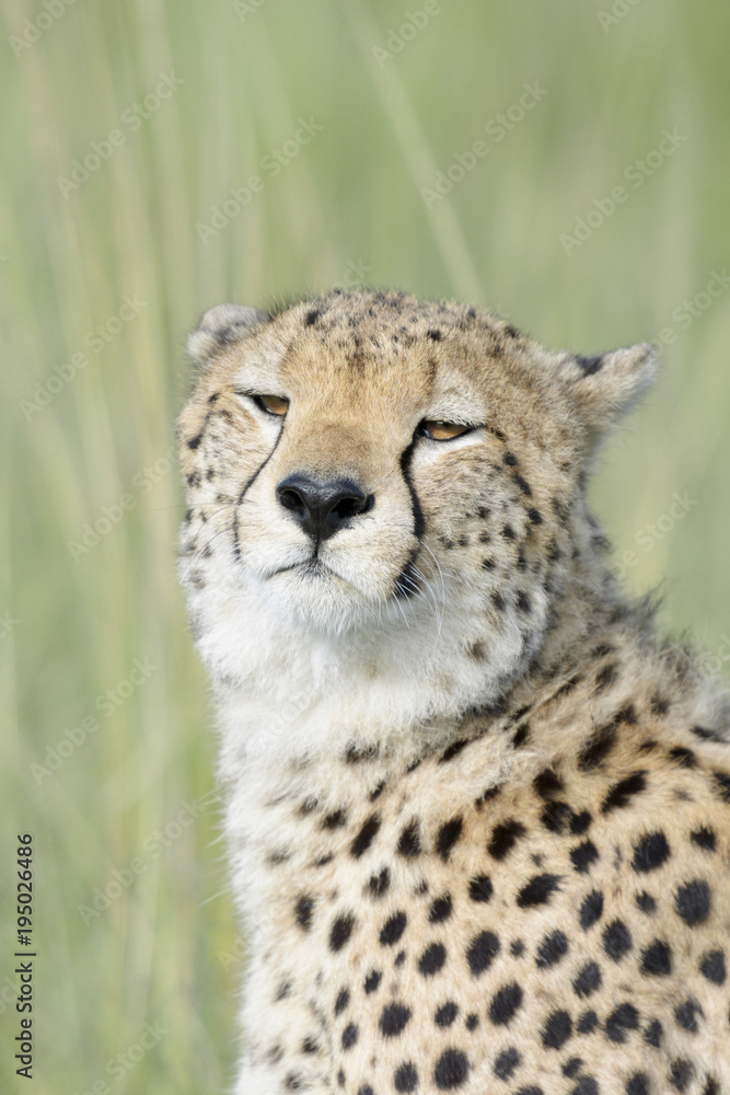 Cheetah (Acinonix jubatus) portrait, close up, Masai Mara, Kenya Cheetah (Acinonix jubatus) portrait, close up, Masai Mara, Kenya
