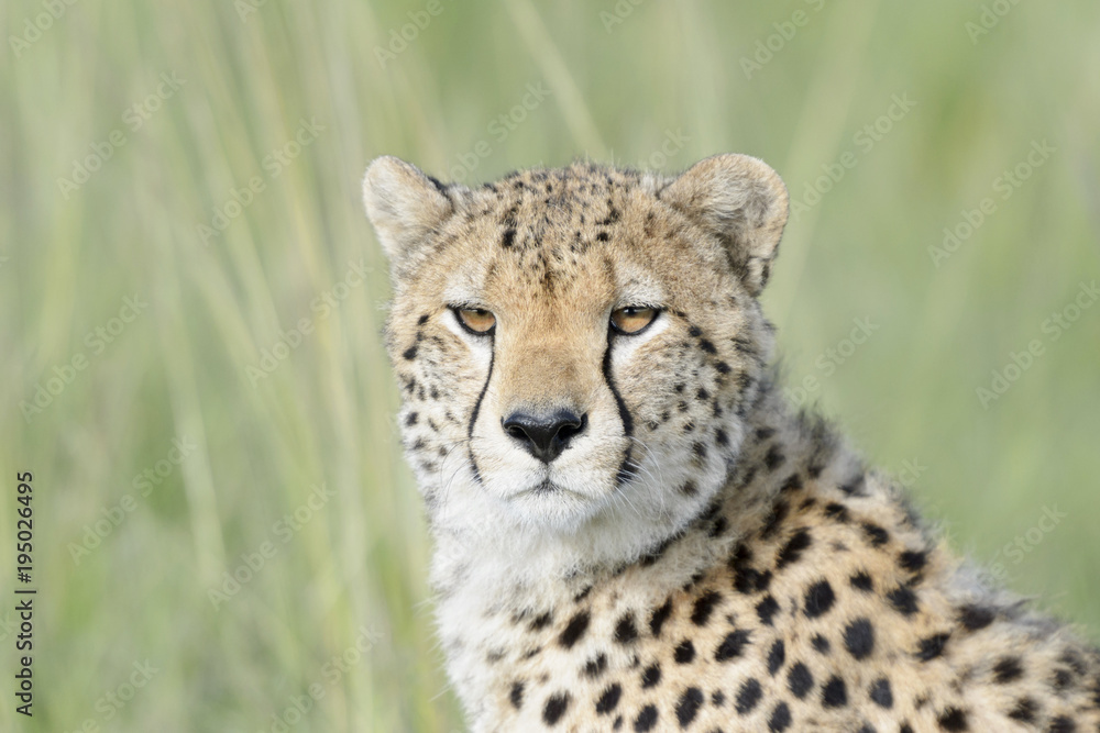 Cheetah (Acinonix jubatus) portrait, close up, Masai Mara, Kenya Cheetah (Acinonix jubatus) portrait, close up, Masai Mara, Kenya