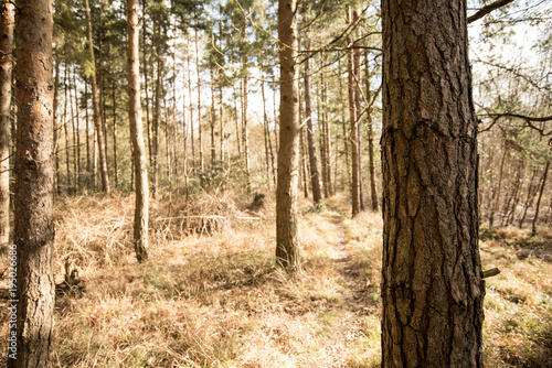 Sunlight through woodland environment - Woodland Oxfordshire - UK