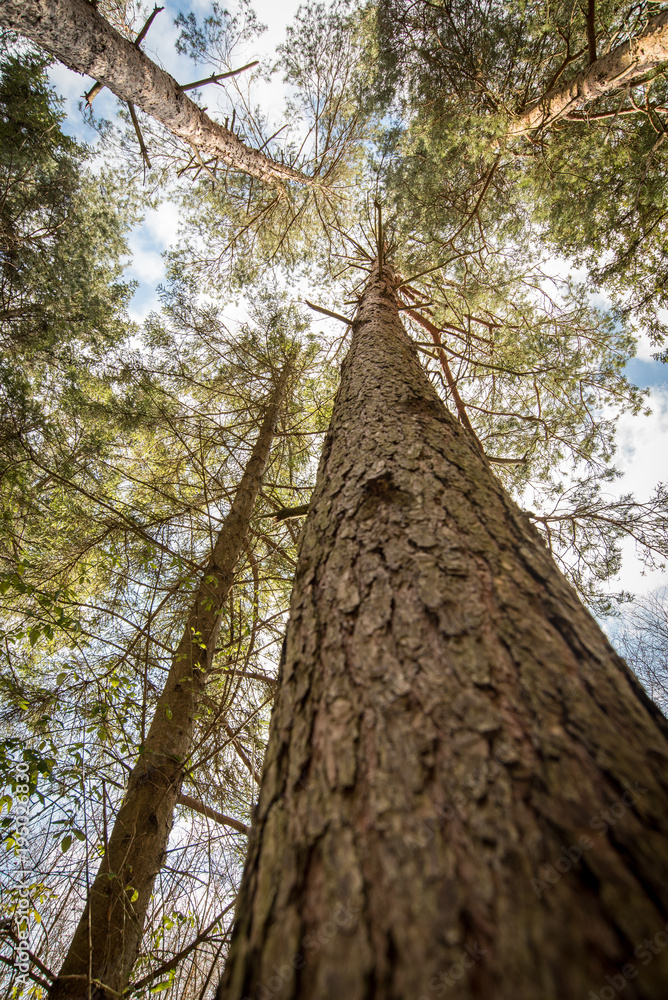 Fototapeta premium Looking up a Spruce tree in a forest - Woodland Oxfordshire - UK