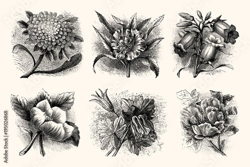 Vintage Flowers and Plants - Hand Engraved Vintage Botanical Line Artwork