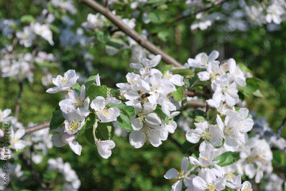 blooming apple, bee, white petals blooming apple, bee, white petals