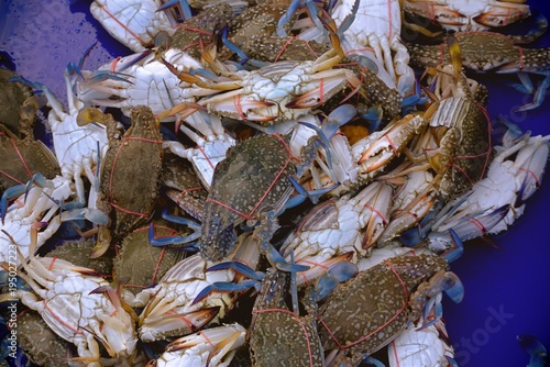 Fresh Blue Swimming Crabs At the Market