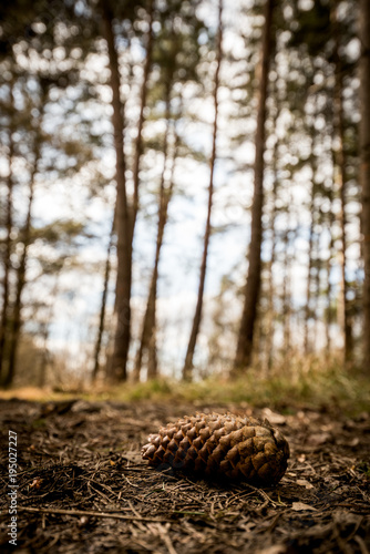 A fallen Pine cone on the forest floor - Woodland Oxfordshire - UK