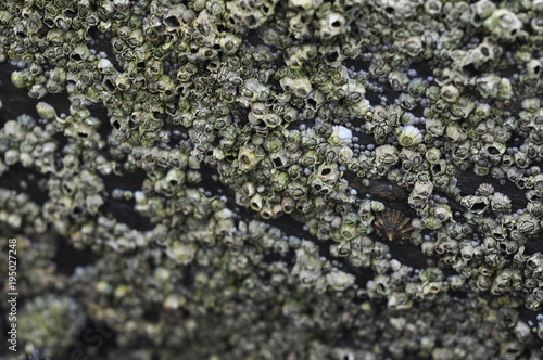 Quadro su tela Barnacles on Rock