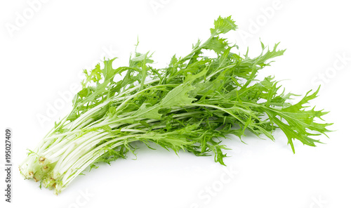 Mizuna lettuce isolated Japanese Mustard, vegetable salad for good health on white background