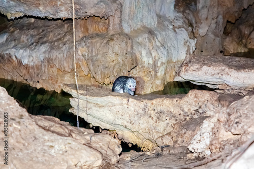 Дикобраз в темной пещере в джунглях Мекси photo