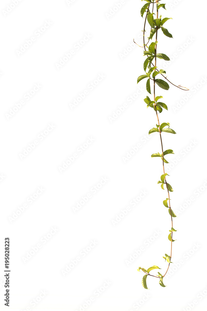 Branch isolated on white background. Ivy in spring. Branch isolated on white background. Ivy in spring.